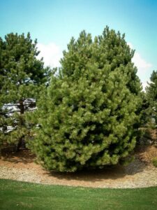 Сосна Чёрная (Pinus Nigra) купить по цене от 270.00р. в интернет-магазине «Посадика» с доставкой почтой в в Туймазые и по всей России – [изображение №1].