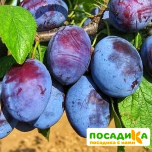 Слива Чачакская ранняя купить по цене от 229.00р. в интернет-магазине «Посадика» с доставкой почтой в в Туймазые и по всей России – [изображение №1].