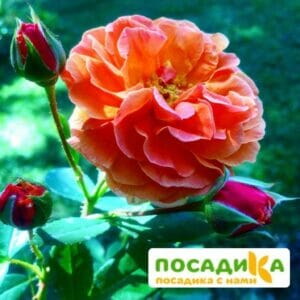 Роза Арабия купить по цене от 350.00р. в интернет-магазине «Посадика» с доставкой почтой в в Туймазые и по всей России – [изображение №1].