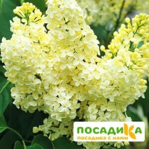 Сирень Примроуз (Primrose) купить по цене от 529.00р. в интернет-магазине «Посадика» с доставкой почтой в в Туймазые и по всей России – [изображение №1].