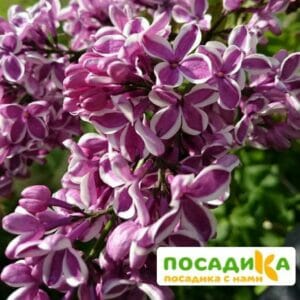 Сирень Сенсация купить по цене от 529.00р. в интернет-магазине «Посадика» с доставкой почтой в в Туймазые и по всей России – [изображение №1].