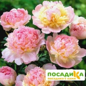 Пион Распберри Сандей (Paeonia Raspberry Sundae) купить по цене от 959р. в интернет-магазине «Посадика» с доставкой почтой в в Туймазые и по всей России – [изображение №1].