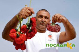 Клубника Гигант Джорнея купить по цене от 266р. в интернет-магазине «Посадика» с доставкой почтой в в Туймазые и по всей России – [изображение №1].