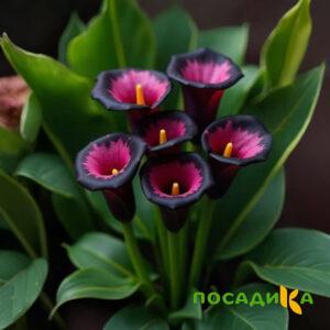 Калла Аура Лейс купить по цене от 400р. в интернет-магазине «Посадика» с доставкой почтой в в Туймазые и по всей России – [изображение №1].