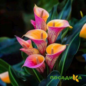 Калла Оникс купить по цене от 450р. в интернет-магазине «Посадика» с доставкой почтой в в Туймазые и по всей России – [изображение №1].