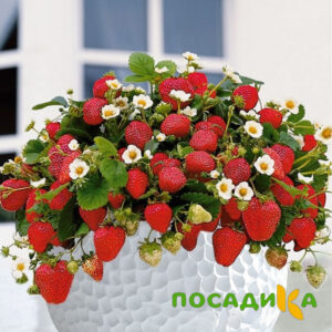 Клубника Рубиновый Шепот (горшечная) купить по цене от 240р. в интернет-магазине «Посадика» с доставкой почтой в в Туймазые и по всей России – [изображение №1].