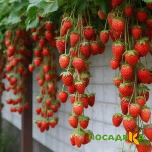 Клубника вьющаяся Комплимент купить по цене от 470р. в интернет-магазине «Посадика» с доставкой почтой в в Туймазые и по всей России – [изображение №1].