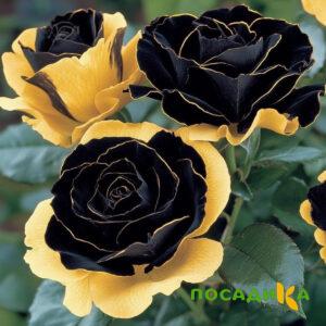 Роза Ханни Сикл купить по цене от 700р. в интернет-магазине «Посадика» с доставкой почтой в в Туймазые и по всей России – [изображение №1].