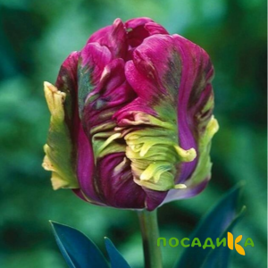 Тюльпан Экзотик Хэвен купить по цене от 186р. в интернет-магазине «Посадика» с доставкой почтой в в Туймазые и по всей России – [изображение №1].